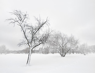 Image showing Trees in winter blizzard