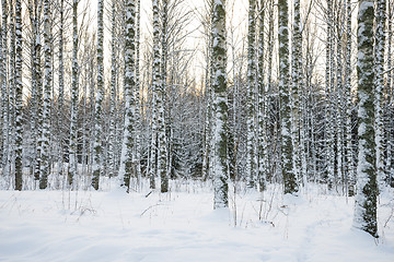 Image showing Birch tree forest in winter