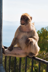 Image showing Cute ape in Gibraltar