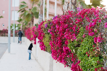 Image showing Beautiful fence of purple flowers bougainvillea