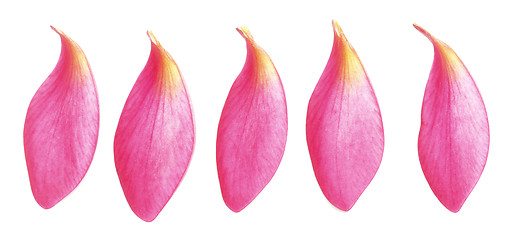 Image showing petals