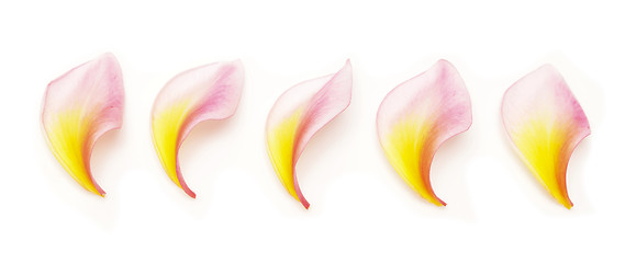 Image showing frangipani petals