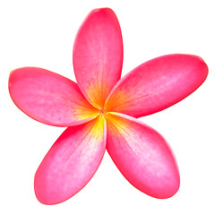 Image showing frangipani