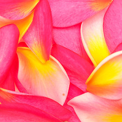 Image showing flower petals