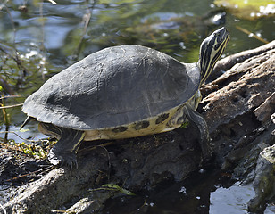 Image showing Turtle