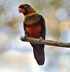 Image showing Colorful Parrot