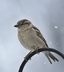 Image showing Sparrow