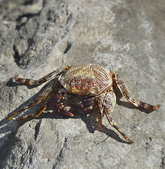 Image showing Colorful Crab