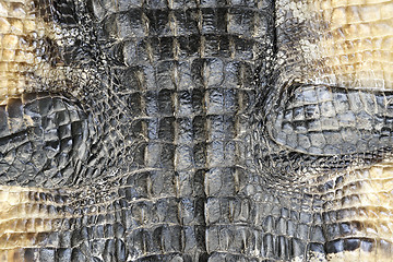 Image showing Alligator Skin