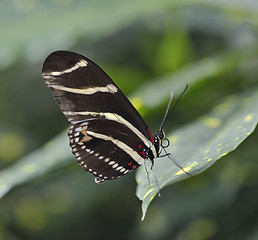Image showing Tropical Butterfly