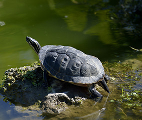 Image showing Turtle 