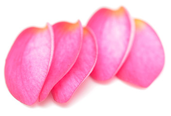 Image showing petals