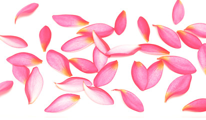 Image showing pink petals