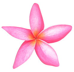 Image showing frangipani