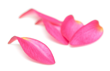 Image showing petals