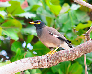 Image showing common myna