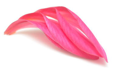 Image showing petals