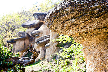 Image showing Imaginative forest landscape