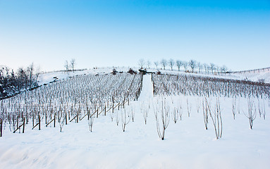 Image showing Tuscany: wineyard in winter