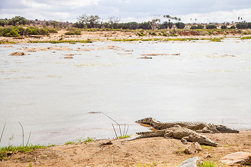 Image showing Kenian crocodiles