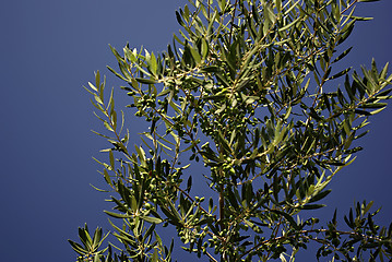 Image showing Olive Tree