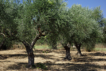 Image showing Olive Trees