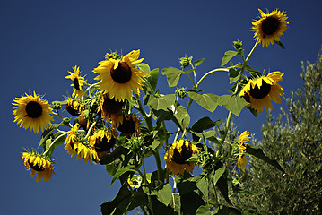 Image showing Sunflowers