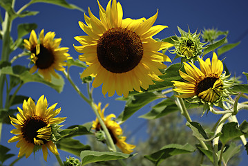 Image showing Sunflowers