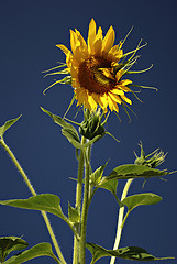 Image showing Sunflowers