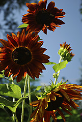 Image showing Sunflowers