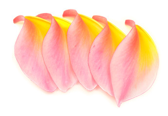 Image showing petals