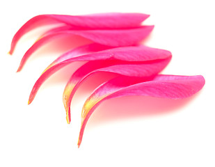 Image showing petals