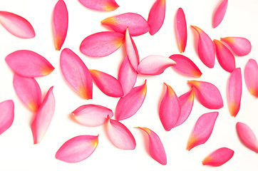 Image showing pink petals