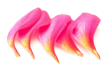 Image showing petals