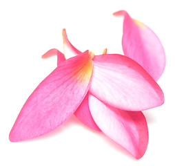 Image showing petals