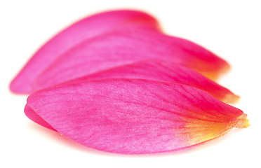 Image showing petals