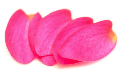 Image showing petals