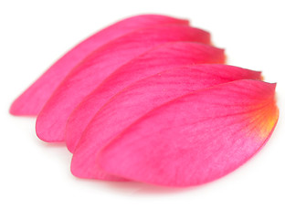 Image showing petals