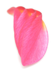 Image showing petals