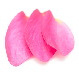 Image showing petals