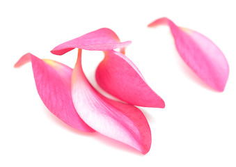 Image showing petals