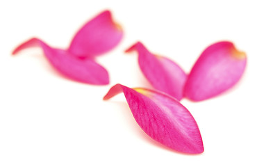 Image showing petals