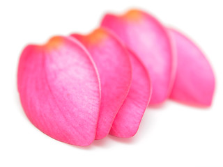 Image showing petals