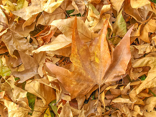 Image showing Falling leaves