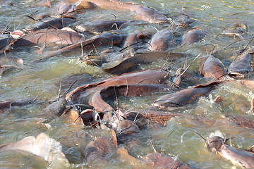 Image showing many fish splashing in lake