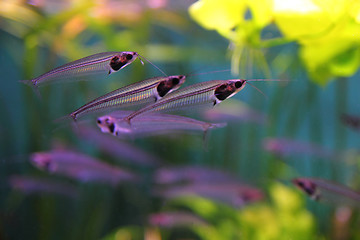 Image showing transparent Glass or Ghost catfish