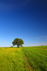 Image showing summer landscape with single tree