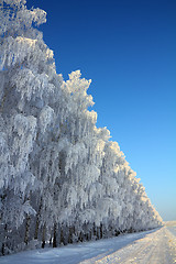 Image showing winter road with birch wood