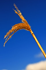 Image showing Miscanthus,switch grass in winter