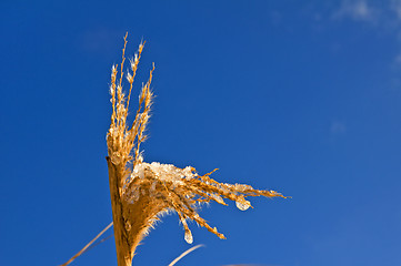 Image showing Miscanthus,switch grass in winter
